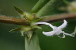 Virginia buttonweed